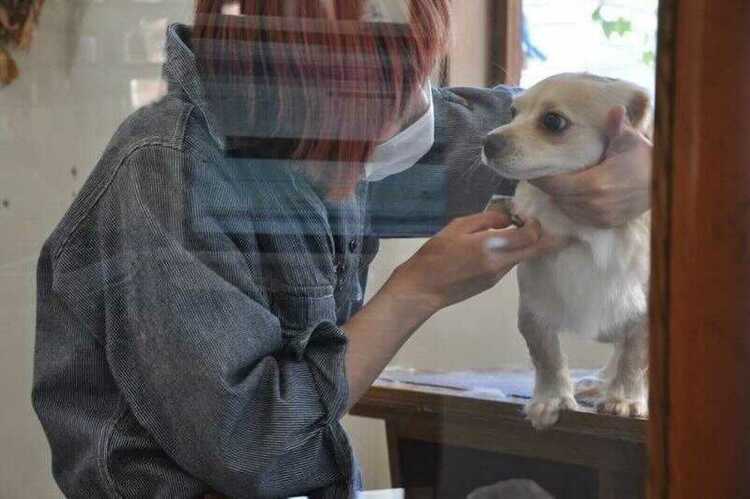 Hair salon SAVOIA with DOG